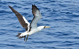 adult Nazca Booby in Guatemala