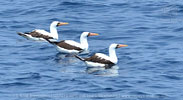 adult Nazca Boobies in Guatemala