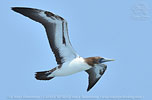 juvenile Nazca Booby in Guatemala