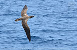 juvenile Nazca Booby in Guatemala