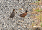 Northern Bobwhite