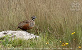 Ocellated Quail