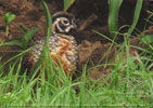 Ocellated Quail