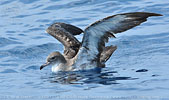 Pink-footed Shearwater in Guatemala
