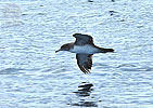 Pink-footed Shearwater in Guatemala