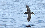 Pink-footed Shearwater in Guatemala