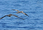 Pink-footed Shearwater Pomarine Jaeger in Guatemala