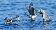 adult and immature Pomarine Jaegers in Guatemala