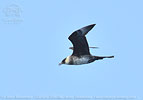 adult Pomarine Jaeger in Guatemala