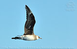 adult Pomarine Jaeger in Guatemala