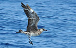 immature Pomarine Jaeger in Guatemala