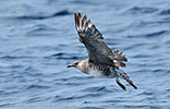 immature Pomarine Jaeger in Guatemala