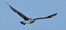 immature Pomarine Jaeger in Guatemala