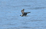 adult Pomarine Jaeger in Guatemala