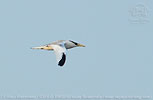 Red-billed Tropicbird in Guatemala