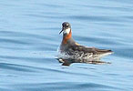 Red-necked Phalarope in Guatemala