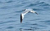 Sabine's Gull in Guatemala