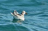 Sabine's Gull in Guatemala