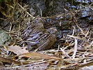 juvenile Singing Quails