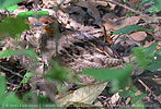 male Singing Quail