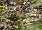 male Singing Quail