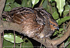 pair of  Singing Quail on nocturnal roost