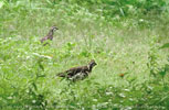 Spot-bellied Bobwhite