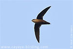 Vaux's Swift in Guatemala