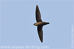 Vaux's Swift in Guatemala