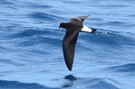 Wedge-rumped Storm-Petrel in Guatemala