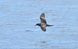 Wedge-tailed Shearwater in Guatemala