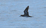 Wedge-tailed Shearwater in Guatemala