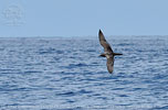 Wedge-tailed Shearwater in Guatemala