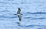 Wedge-tailed Shearwater in Guatemala