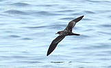 Wedge-tailed Shearwater in Guatemala