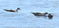 Wedge-tailed Shearwater allopreening a Galapagos Shearwater in Guatemala