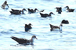 Wedge-tailed Shearwater and Galapagos Shearwaters in Guatemala