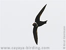 White-collared Swift in Guatemala