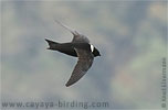 White-collared Swift in Guatemala