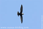 White-collared Swift in Guatemala