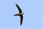 White-throated Swift in Guatemala