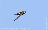 White-throated Swift in Guatemala