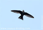 White-throated Swift in Guatemala