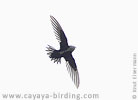 White-throated Swift in Guatemala