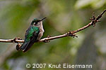 female Emerald-chinned Hummingbird