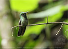 male Emerald-chinned Hummingbird