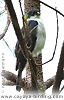 White-breasted Hawk