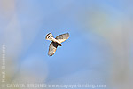 Cooper's Hawk