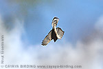 Cooper's Hawk