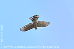 Cooper's Hawk